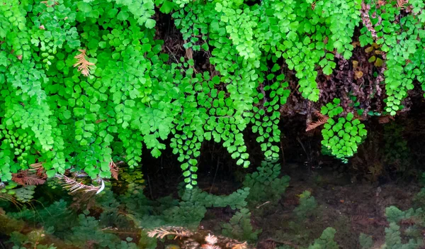 Πράσινα Φύλλα Φτέρης Αναπτύσσονται Κοντά Στο Νερό Στις Όχθες Του — Φωτογραφία Αρχείου