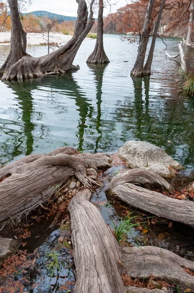 川の岸 テキサス州 ガーナー州立公園 アメリカの水の中で成長しているヒノキの大きな根 — ストック写真