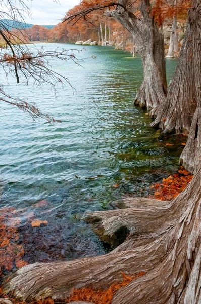 Grote Stammen Moerascipressen Groeien Het Water Aan Oevers Van Rivier — Stockfoto