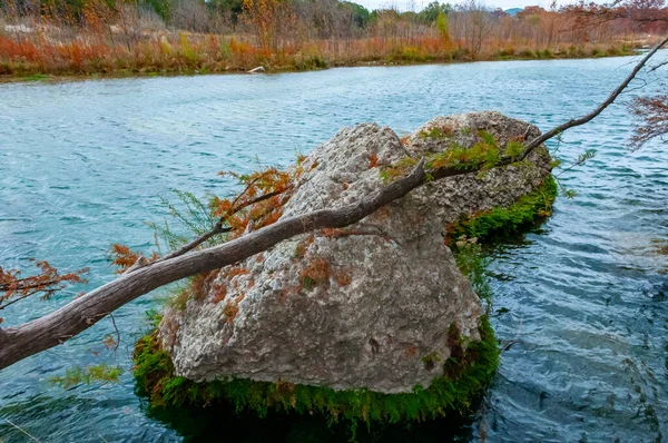 川の岸の水の中で成長し 川に落ちてきた沼のヒノキの幹 テキサス州ガーナー州立公園 アメリカ — ストック写真