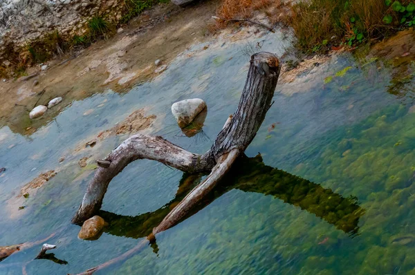 Der Stamm Einer Sumpfzypresse Die Den Fluss Gefallen Ist Und — Stockfoto
