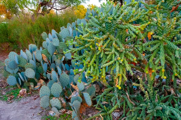 Deserto Seco Grupo Plantas Deserto Cacti Pêra Espinhosa Texas Eua — Fotografia de Stock