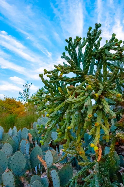 Dry desert, group of desert plants and prickly pear cacti, Texas, USA