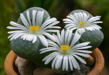 Mesembs (Lithops sp.) South African plant from Namibia in the botanical collection of supersucculent plants clipart