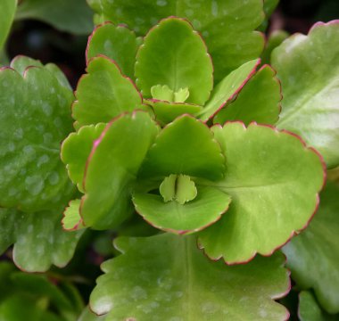 Sulu yapraklı Afrika bitkisi (Kalanchoe sp., Crassulaceae)