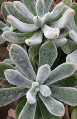 Etli yapraklı Afrika bitkisi (Echeveria puhela, Crassulaceae)