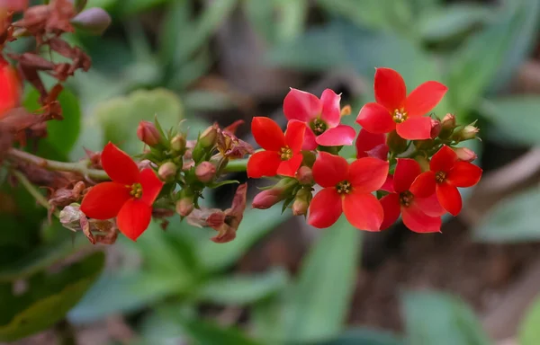Vörös Zamatos Virágok Zamatos Levelekkel Kalanchoe Crassulaceae — Stock Fotó