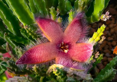 Zulu devi, leş yiyen bitki ve kurbağa çayı (Stapelia gigantea), büyük kokulu kırmızı bir çiçekle açar.