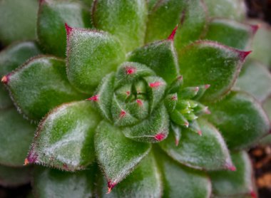 Yakın plan, sulu bir bitkinin sulu yaprakları (Echeveria sp.) Bir botanik bahçesi koleksiyonunda