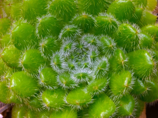 Sukkulente Blätter Einer Sukkulenten Pflanze Echeveria Aus Nächster Nähe Einer — Stockfoto