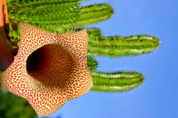 Tavaresia Grandiflora Kwitnąca Soczysta Roślina Soczystymi Liśćmi — Zdjęcie stockowe