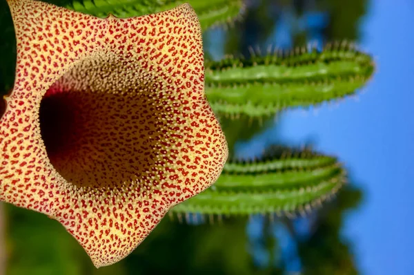 Tavaresia Grandiflora Bloeiende Sappige Plant Met Sappige Bladeren — Stockfoto