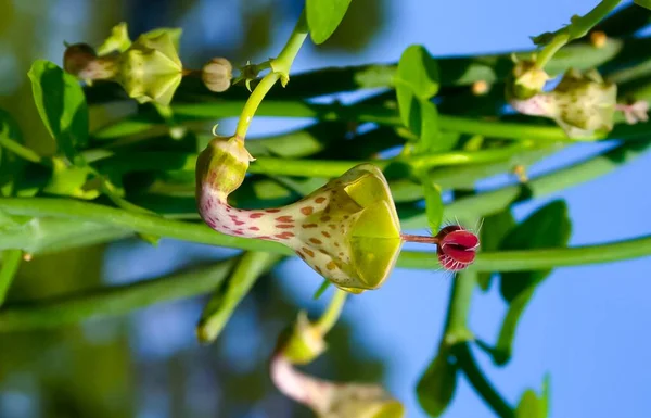 Fleur Inhabituelle Une Plante Succulente Aux Feuilles Succulentes Ceropegia — Photo