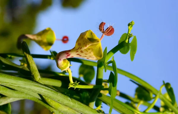 Ongebruikelijke Bloem Van Een Sappige Plant Met Sappige Bladeren Ceropegia — Stockfoto