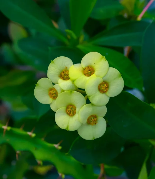Цветущее Растение Семейства Euphorbiaciae Euphorbia Milii Известный Терновый Венец Растение — стоковое фото