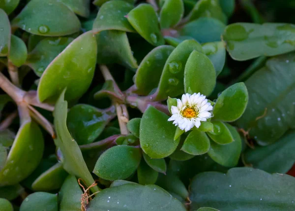 Delosperma Fleur Plante Succulente Aux Feuilles Succulentes — Photo