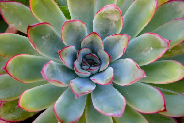Close-up, succulent leaves of a succulent plant (Echeveria sp.) in a botanical garden collection