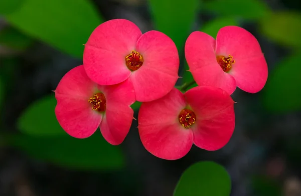 Kvetoucí Rostlina Čeledi Euphorbiaciae Euforbia Milii Také Známý Jako Trnová — Stock fotografie