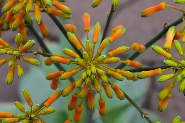 Inflorescência Com Flores Amarelas Planta Tropical Kalanchoe Close — Fotografia de Stock