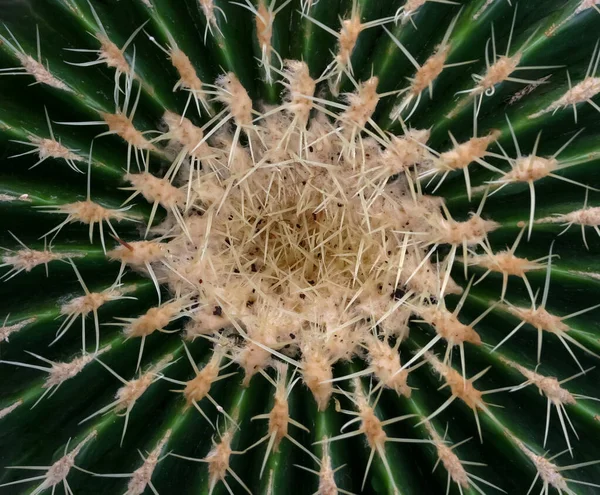Κορυφή Ενός Παλιού Φυτού Κάκτων Echinocactus Grusonii Κίτρινα Αγκάθια — Φωτογραφία Αρχείου
