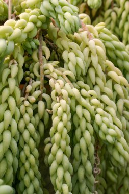 (Sedum morganianum) Sulu yapraklı sulu bitki