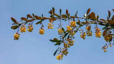 Böğürtlen filizleri botanik bahçesinde mavi gökyüzüne karşı
