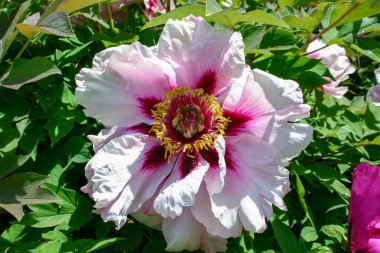 Yakından bakınca, sarı erkekli şakayık çiçekleri.