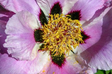 Yakından bakınca, sarı erkekli şakayık çiçekleri.