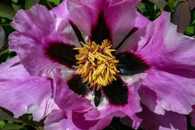 Yakından bakınca, sarı erkekli şakayık çiçekleri.