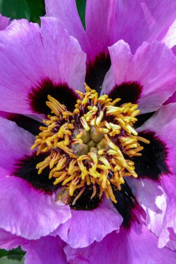 Yakından bakınca, sarı erkekli şakayık çiçekleri.