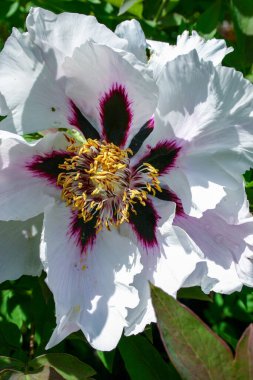 Yakından bakınca, sarı erkekli şakayık çiçekleri.
