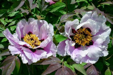 Yakından bakınca, sarı erkekli şakayık çiçekleri.