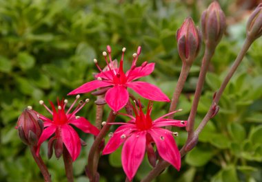 (Graptopetalum bellum, Tacitus bellus, Crassulaceae) İlkbaharda sulu yapraklı kırmızı çiçeklerle sulu çiçekler açarlar.