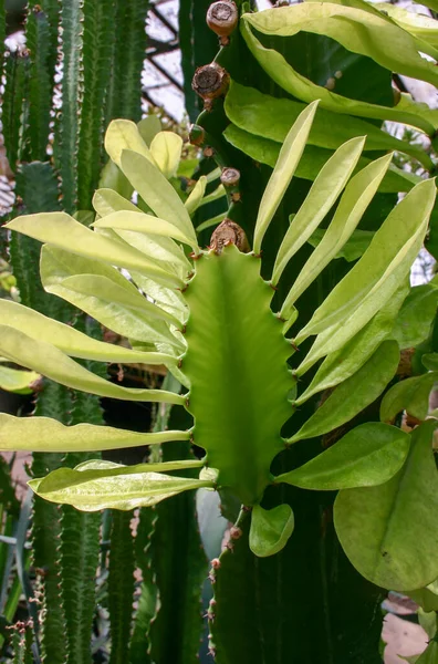 Euphorbia Trigona Afrykańskie Drzewo Mleczne Katedralny Kaktus Lub Abisyńska Euforia — Zdjęcie stockowe