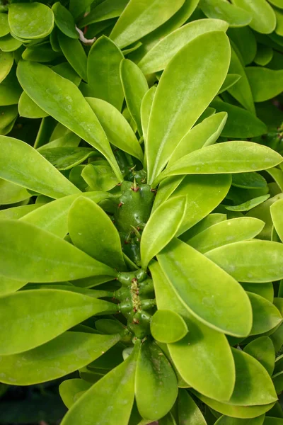 Euphorbia Африканское Молочное Дерево Растение Сочным Стеблем Белым Ядовитым Соком — стоковое фото