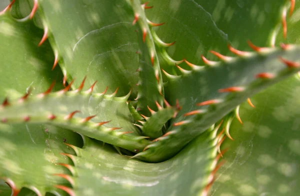 Aloe, meyve suyu ile sulu yaprakları olan ve tıbbi özellikleri olan bir bitki.