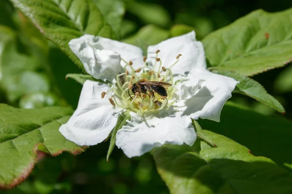 Abeille Domestique Recueille Nectar Pollen Sur Une Fleur Blanche Mespilus — Photo