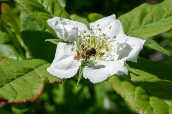 Abeille Domestique Recueille Nectar Pollen Sur Une Fleur Blanche Mespilus — Photo