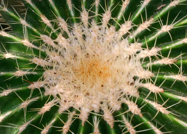 Szczyt Starej Fabryki Kaktusów Echinocactus Grusonii Żółtymi Kręgosłupami — Zdjęcie stockowe