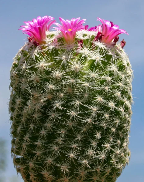 Kaktus Blüht Frühling Mit Roten Blüten Mammillaria — Stockfoto
