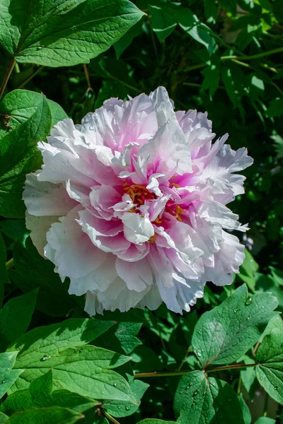 stock image Close-up, flowers of a tree peony with yellow stamens