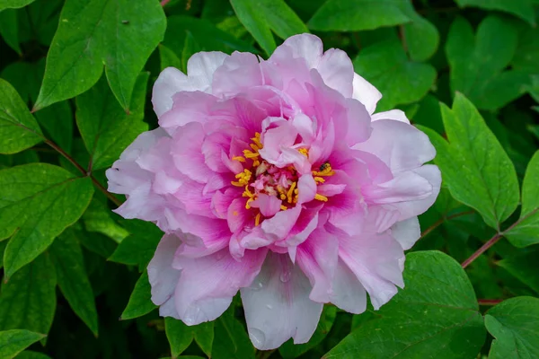 stock image Close-up, flowers of a tree peony with yellow stamens