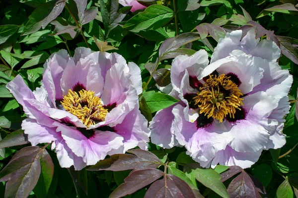 Close-up, flowers of a tree peony with yellow stamens
