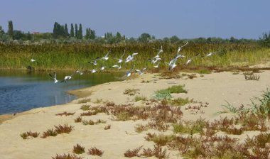 Karadeniz 'in kuzeybatısında eşsiz bir fauna ve bitki örtüsüyle sahil şeridi.