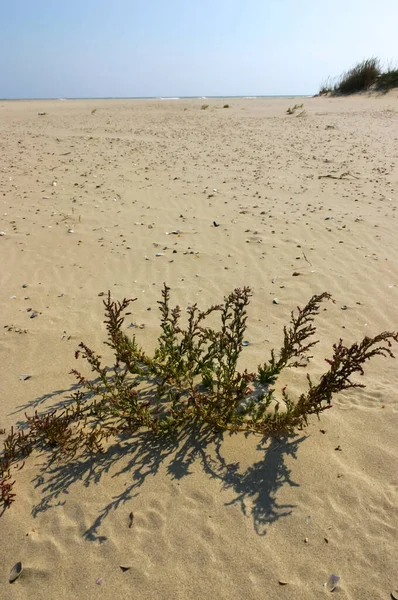 黑海沿岸沙丘上独特的沿海植被 — 图库照片