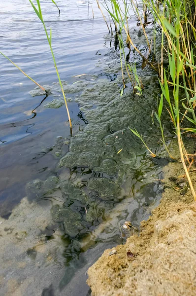 Schicht Aus Blaualgen Und Anderen Algen Einem Salzsee Der Küste — Stockfoto