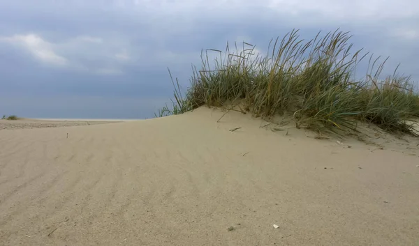Уникальная Прибрежная Растительность Песчаных Дюнах Вдоль Побережья Черного Моря — стоковое фото