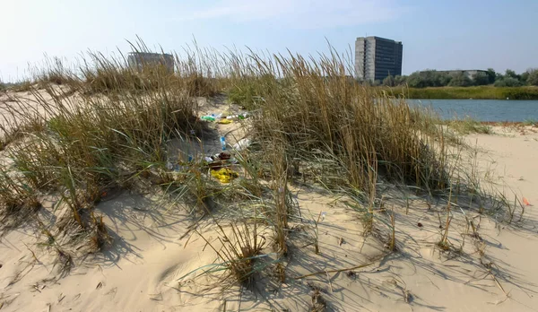 Einzigartige Küstenvegetation Auf Sanddünen Entlang Der Schwarzmeerküste — Stockfoto