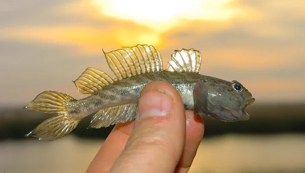 Malé Rybí Goby Ruce Pozadí Západu Slunce Večerních Hodinách Jezera — Stock fotografie