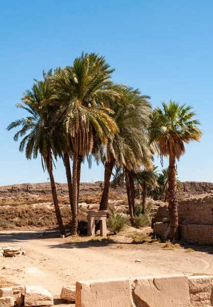 EGYPT, LUXOR - Mart 01, 2019: Mısır 'ın Luxor kentindeki eski bir Mısır tapınağının kalıntılarının toprakları üzerindeki palmiye ağaçları